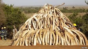 Illegal Ivory Trade